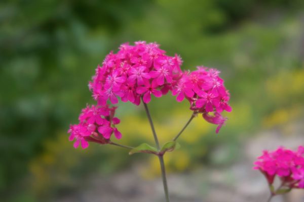 plants photography pigments route 14