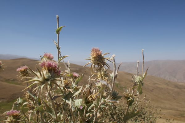 plants photography pigments route 17